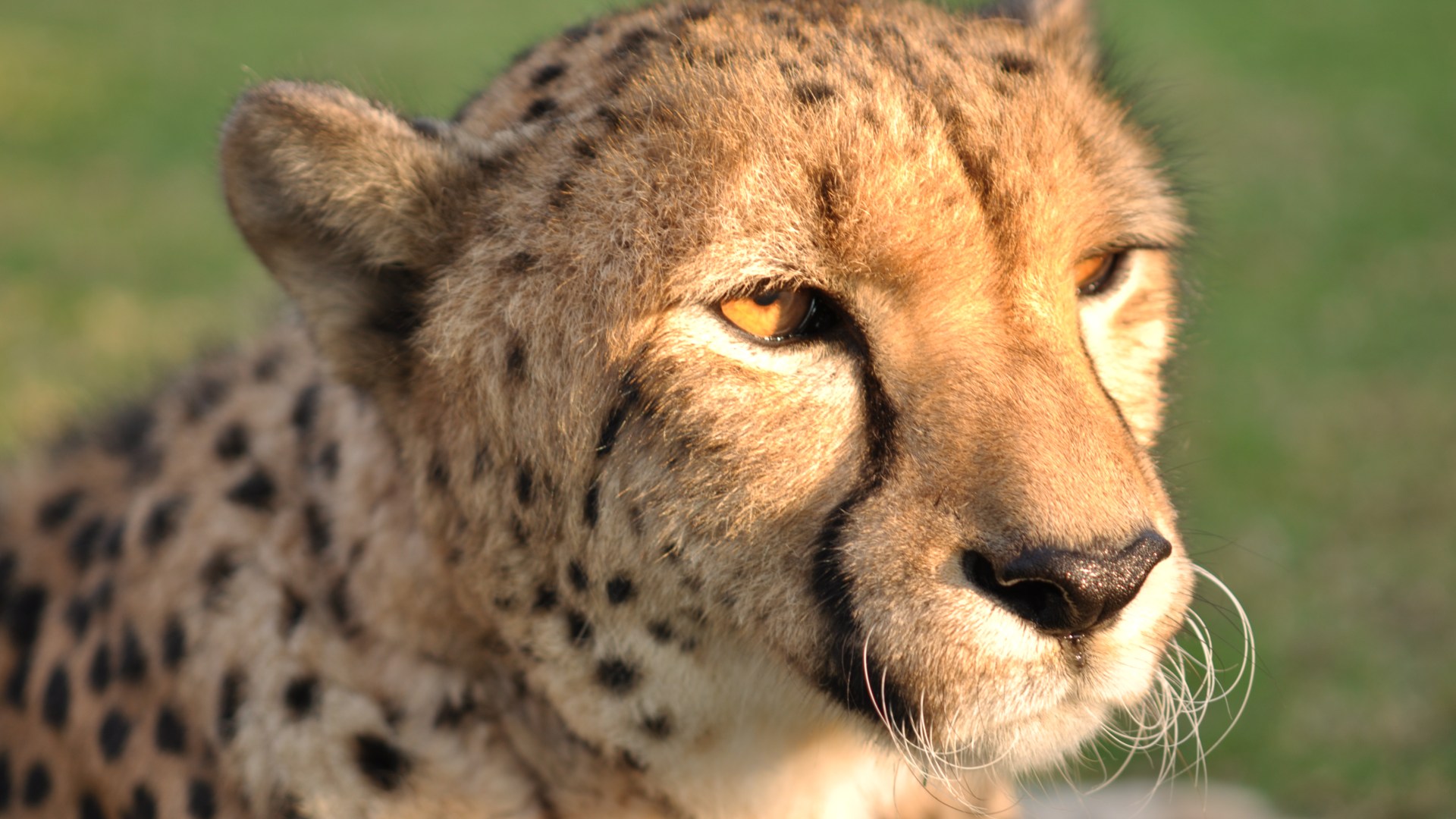 South Africa is sending cheetahs to India and Mozambique | News | Al Jazeera