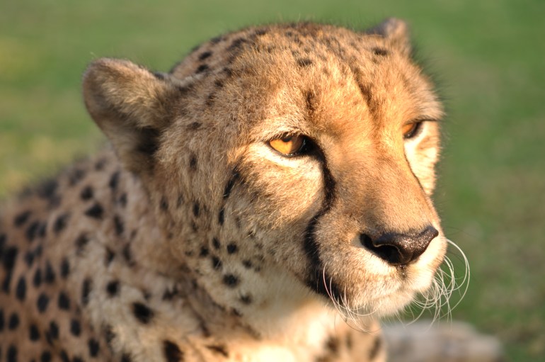 Soon, African cheetahs in India after deal with Namibia | Wildlife News