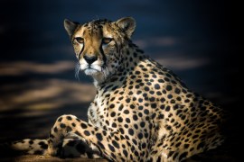 African cheetahs