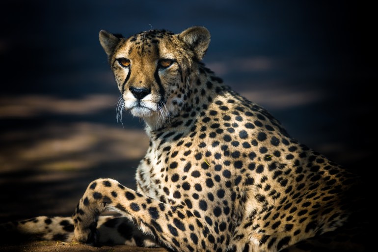 African cheetahs