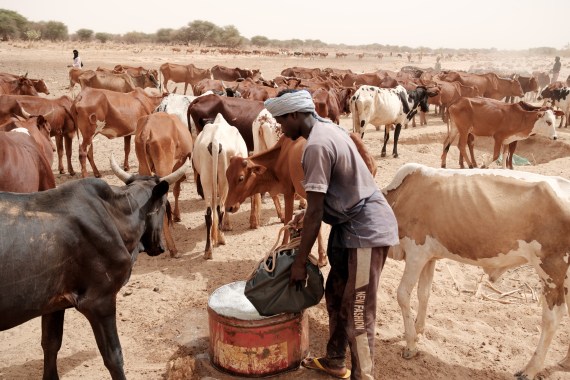 A herder fills a trough with water