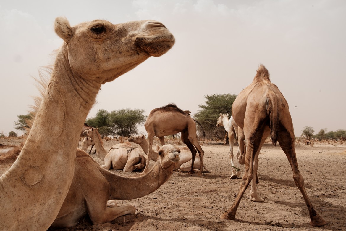 A herd of camels sit on a dried river bed