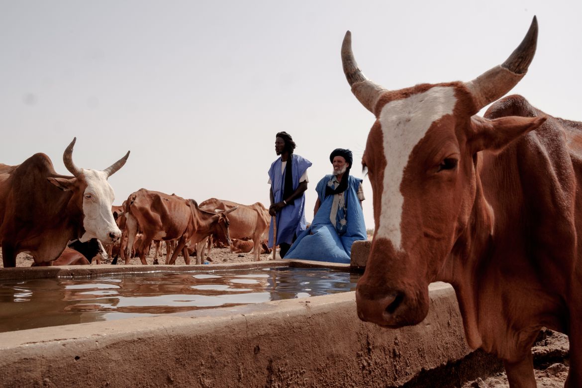 Two Malian refugees stand looking over their flock of cattle