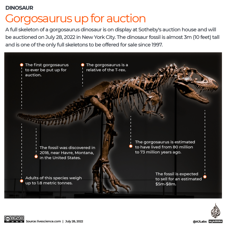 INTERACTIVE gorgosaurus dinosaur auction
