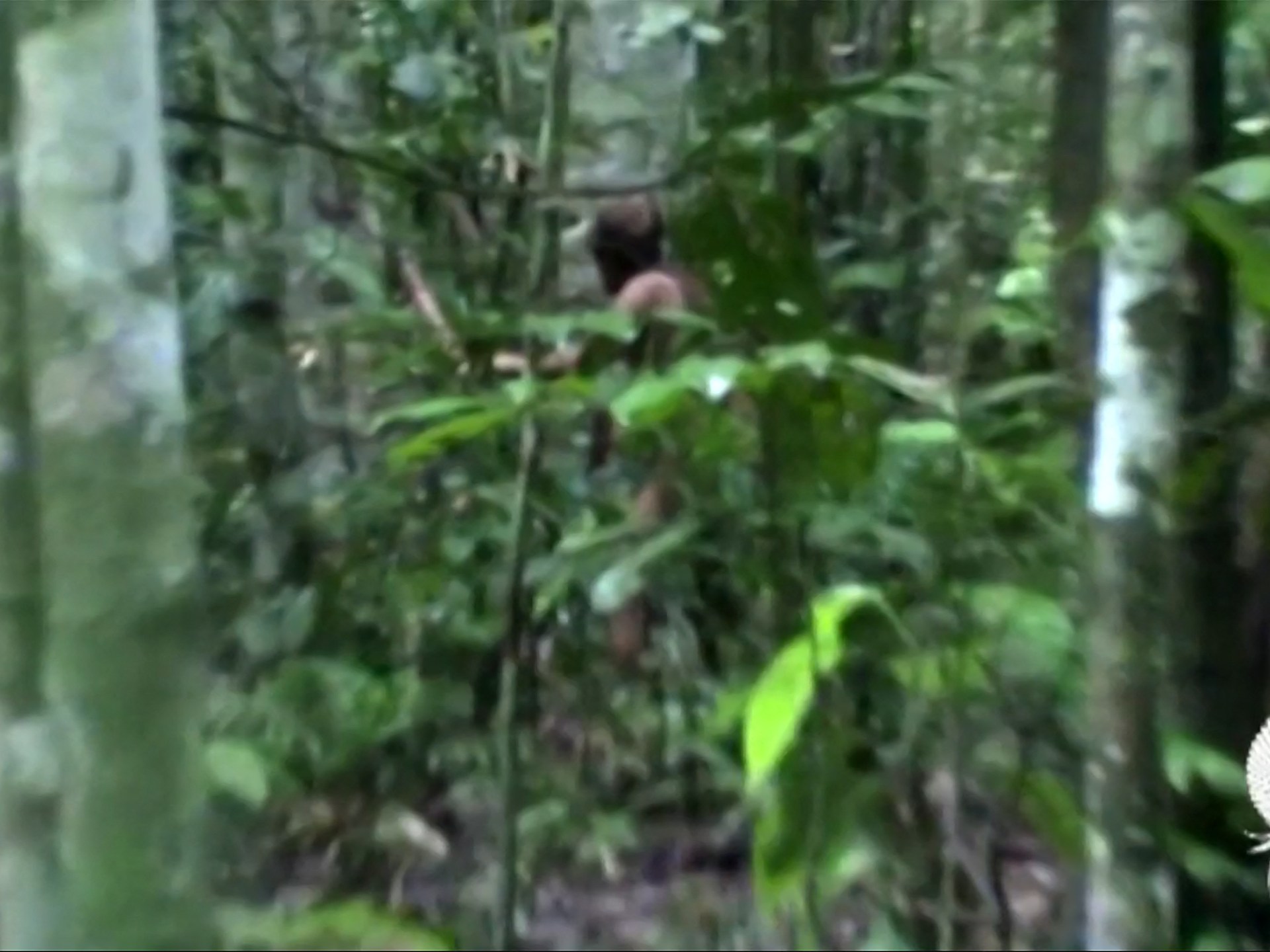 Last member of Brazilian Indigenous community found dead – Al Jazeera English
