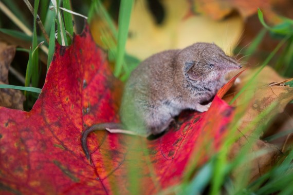 A shrew mouse sits on an autumnally colored leaf on October 6, 2015 in Rossdorf near Darmstadt, western Germany.