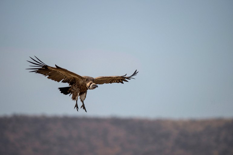 A Cape Vulture flies low at the VulPro Vulture Rehabilitation Centre in Hartebeepoortdam in the Magalisburg region of South Africa in 2015 [Mujahid Safodien/AFP]