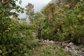 DR Congo/rainforest