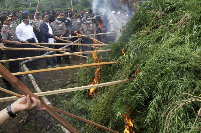 Indonesian police destroy marijuana plants discovered in Aceh 