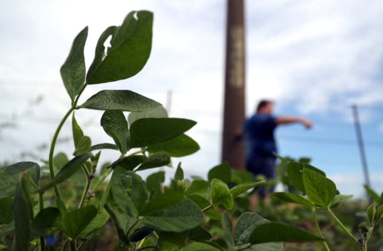 Une plante de soja est vue dans le champ d'un agriculteur en Argentine