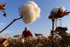 Farmer in Xinjiang cotton field