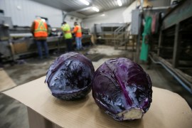 Migrant workers trim red cabbage at a farm in Manitoba, central Canada