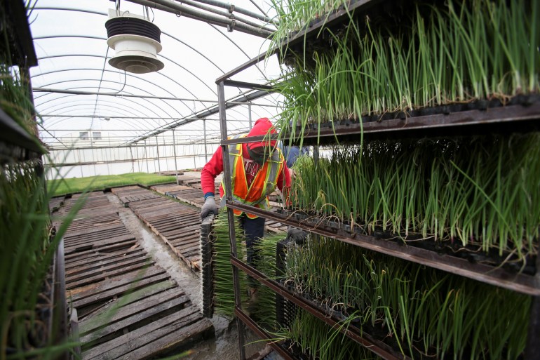 A migrant worker loads trays of onions in Manitoba in central Canada