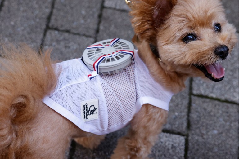 A small dog with a wearable fan on its back.
