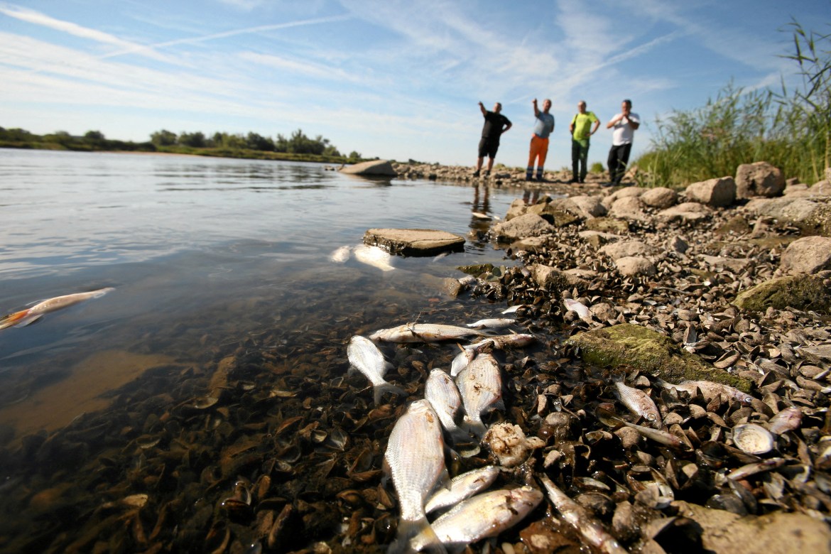 People look at the dead fish on the banks of the Oder river