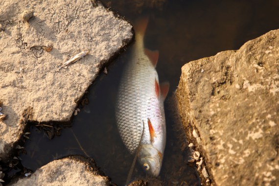 A dead fish floats in the Oder river