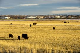 Grazing cattle in Montana.