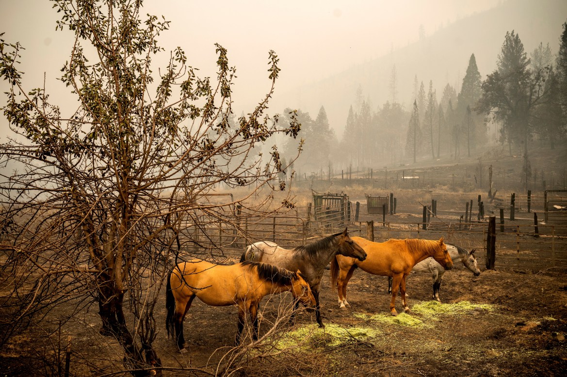 Horses stand in a scorched pasture as the McKinney Fire burns in Klamath National Forest