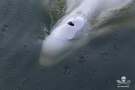 French environmentalists said efforts to feed a dangerously thin Beluga whale that has strayed into the Seine River have failed, and experts are now seeking ways to get the animal out of the river lock where it is currently stuck [File: Sea Shepherd / AP]