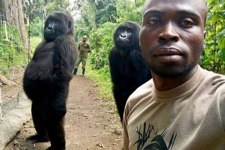 A ranger clicks a selfie with two gorillas at Virunga National Park in the DEmocratic Republic of the Congo, parts of which have now been auctioned for oil.