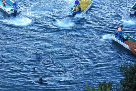 Fisherfolk in Taiji, Japan, driving 18 Risso's dolphins into a cove on December 2, 2021.