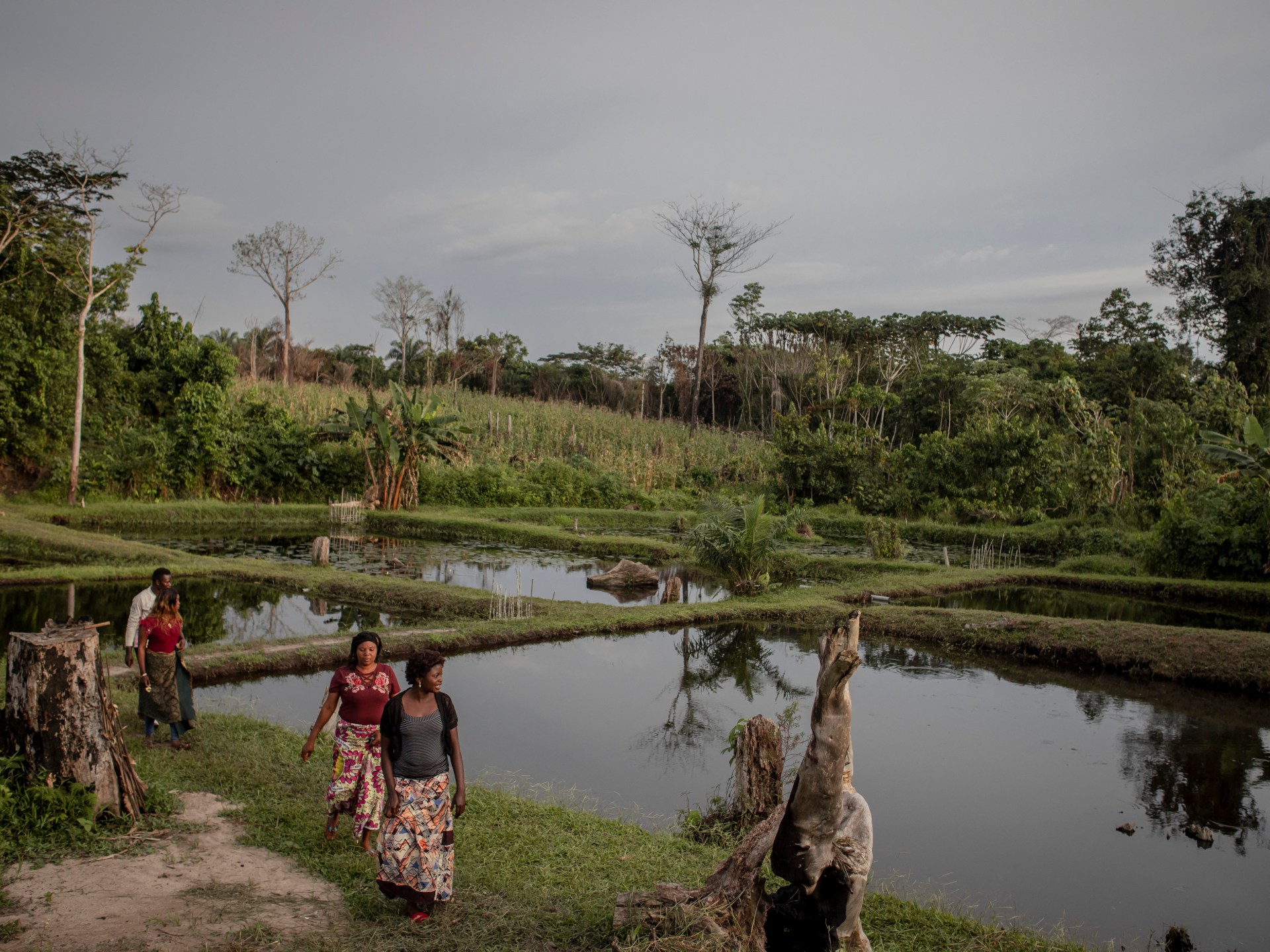 Photos: Scientists battle to guard DR Congo’s rainforest |  Climate