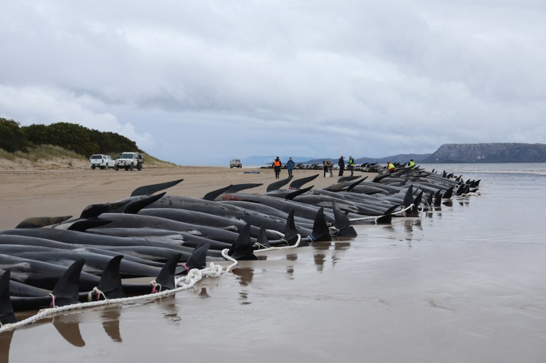 کارکنان خدمات حیات وحش دولتی تاسمانی در حال آماده شدن برای بیرون آوردن لاشه تقریباً 200 نهنگ خلبان هستند که در سواحل غربی تاسمانی غرق شده اند. [Glenn Nicholls/AFP]