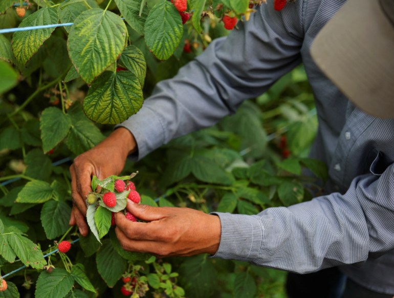 A worker picks raspberries on a Canadian farm
