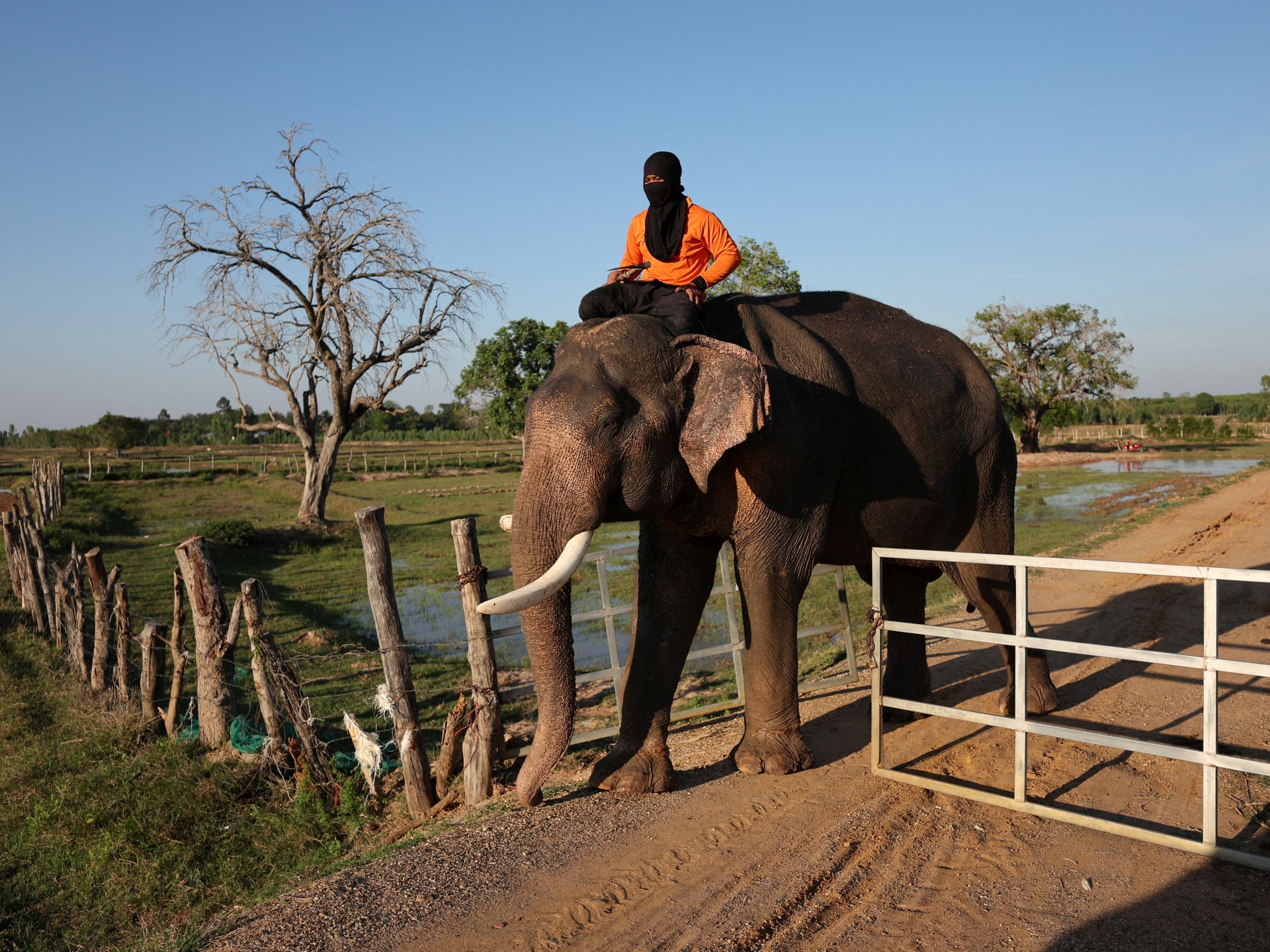 Photos: Thailand's out-of-work elephants in crisis | Tourism | Al Jazeera