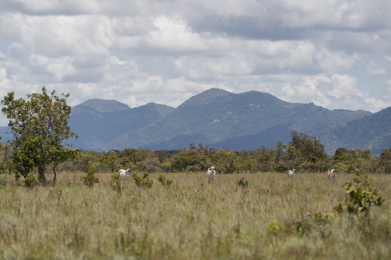 Cattle graze on the Raposa Serra do Sol Indigenous land with mountains in the background.