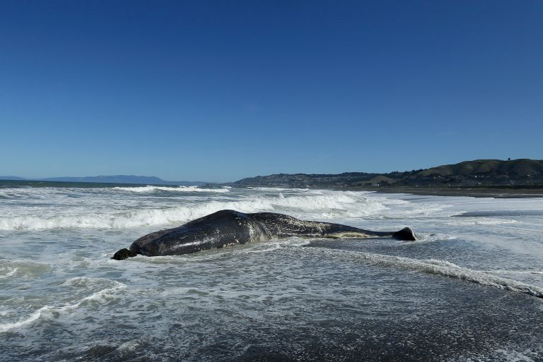 The body of a whale is shown on the beach in Pacifica, Calif., Wednesday, April 15, 2015. The carcass of the 50-foot sperm whale washed ashore at the Pacifica beach just south of San Francisco. Officials from the Marine Mammal Center in Sausalito say it's not immediately clear how the animal died or what would be done with it. (AP Photo/Jeff Chiu)