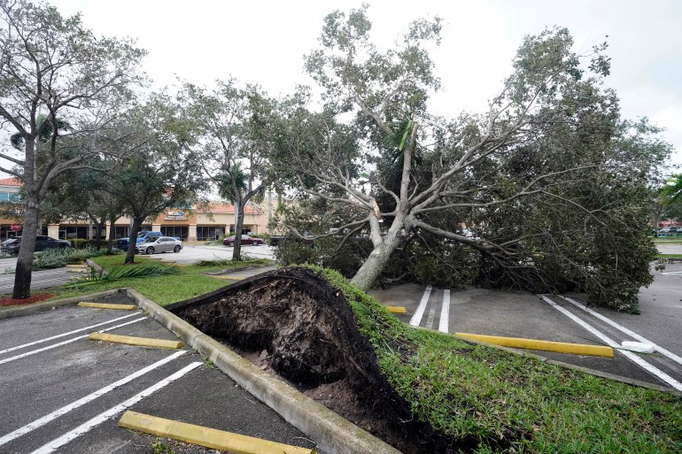 An uprooted tree toppled by strong winds from Hurricane Ian in Florida