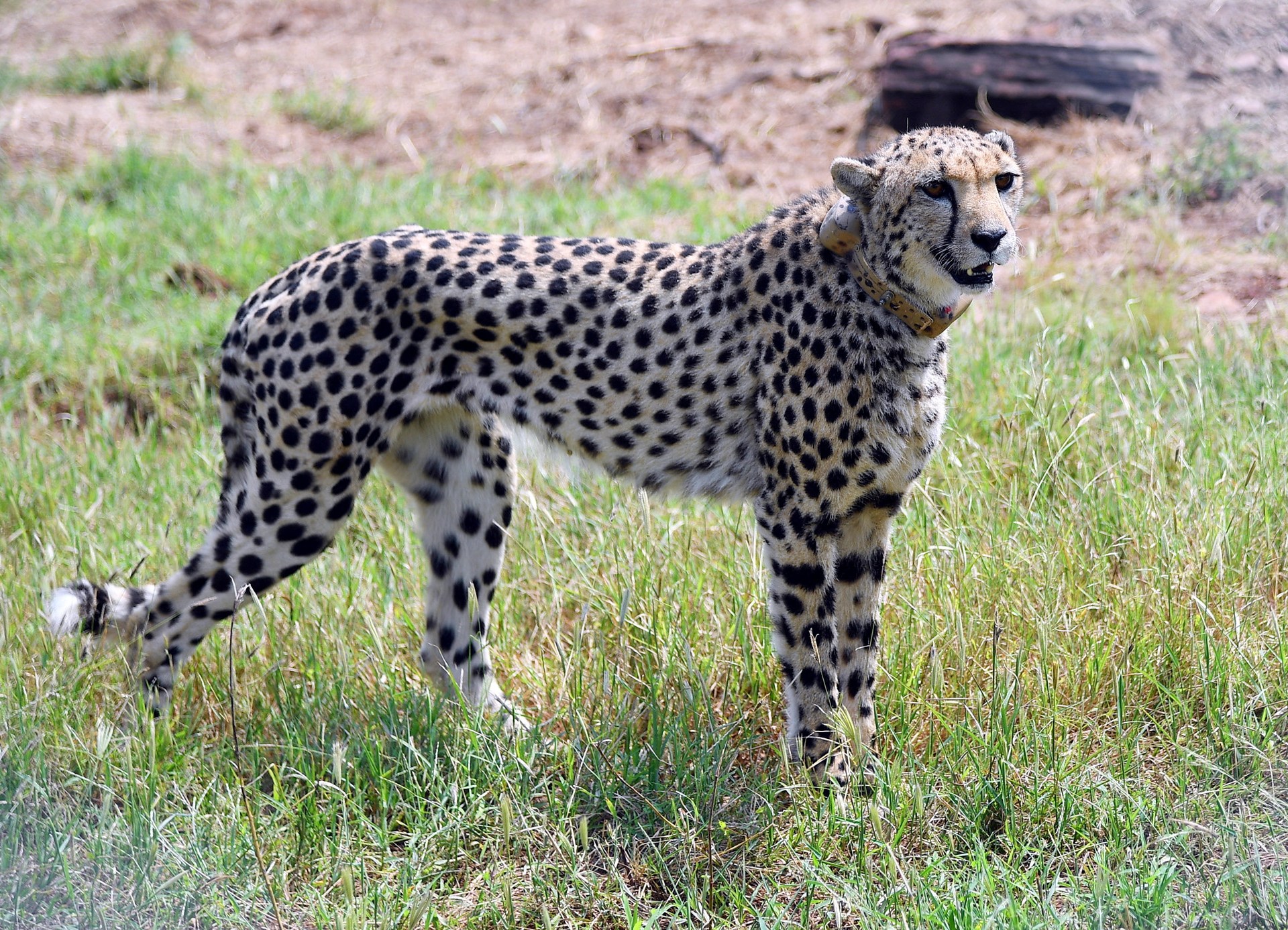 India welcomes back cheetahs, 70 years after local extinction | Wildlife  News | Al Jazeera