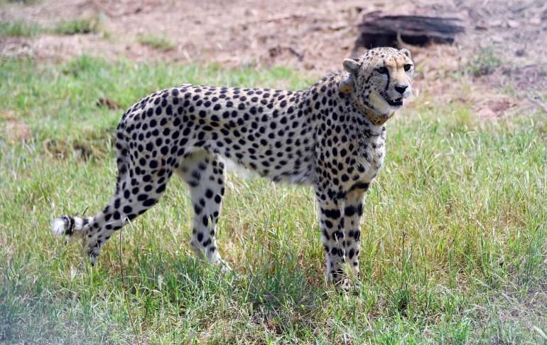 Indian cheetah