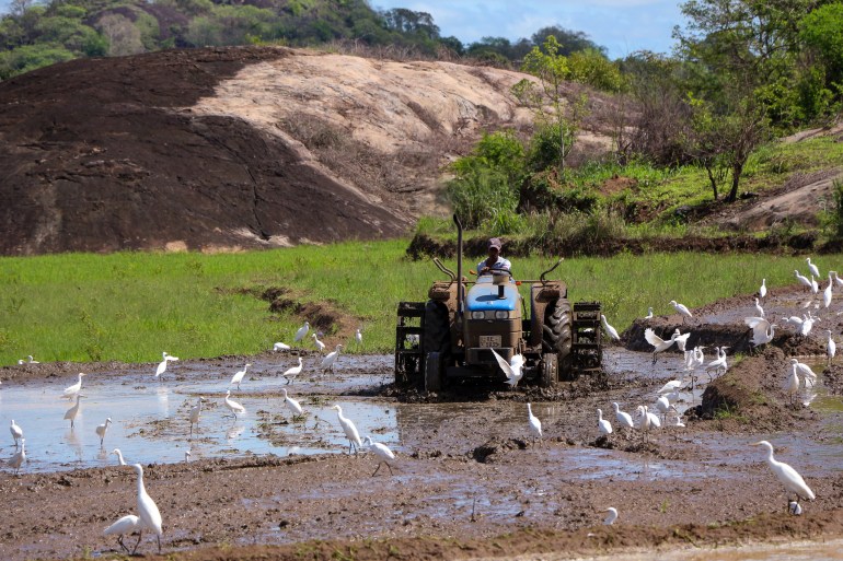 A farmer drives a tractor in a muddy field as white birds flutter nearby