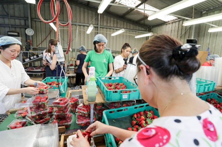 Women packing strawberries at a farm in the state of Queensland, Autralia.