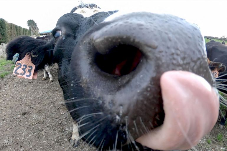 A close up of a black and white cow licking its nose