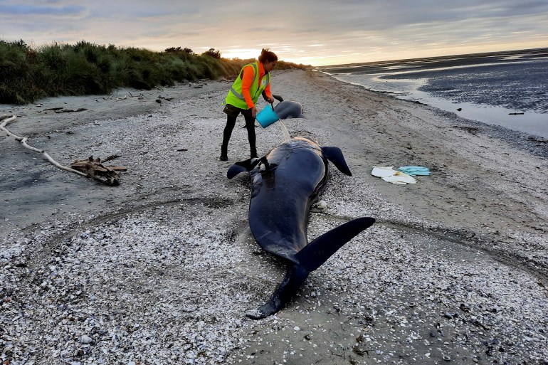 This handout photograph taken and released on March 18, 2022 by the Department of Conservation New Zealand shows a ranger trying to keep a stranded wale hydrated at the remote Farewell Spit on New Zealand's South Island. - More than two dozen whales died in a mass stranding at a New Zealand beach renowned as a death trap for the ocean giants, wildlife rangers said on March 18. (Photo by Handout / DEPARTMENT OF CONSERVATION NEW ZEALAND / AFP) / ---EDITORS NOTE --- RESTRICTED TO EDITORIAL USE - MANDATORY CREDIT "AFP PHOTO / DEPARTMENT OF CONSERVATION NEW ZEALAND" - NO MARKETING - NO ADVERTISING CAMPAIGNS - DISTRIBUTED AS A SERVICE TO CLIENTS