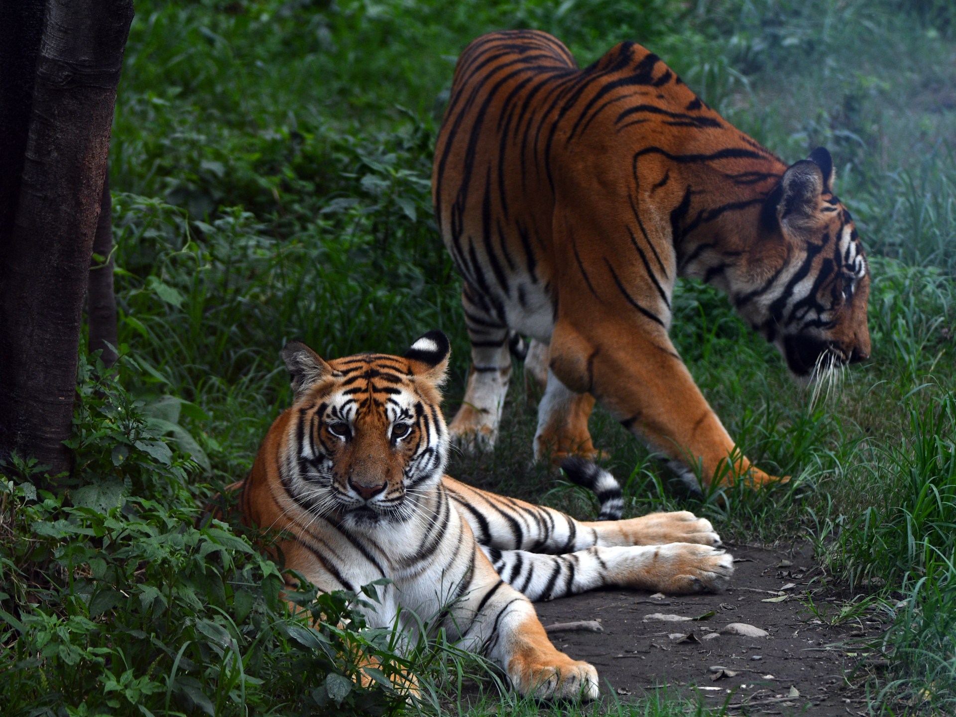 The silent victims of Nepal’s tiger conservation success | Wildlife