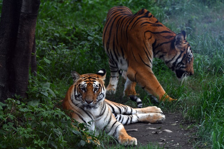 Royal Bengal tigers gesture in their enclosure at the central zoo in Lalitpur, on the outskirts of Kathmandu, on July 29, 2022. - Nepal has nearly tripled its wild tiger population, officials announced Friday, in a victory for the Himalayan country's efforts to help the big cats claw their way back from extinction. (Photo by Prakash MATHEMA / AFP)