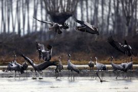 A picture taken on December 29, 2016 shows a flock of common cranes at the LIPU Stork Centre in Racconigi, near Cuneo, northwestern Italy