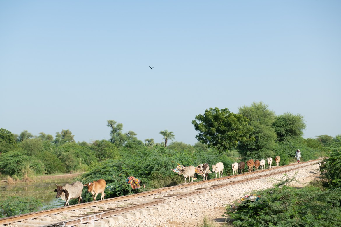 A shepherd herds cattle along an elevated railway track. In this rural area, fishery and livestock are the main sources of income.