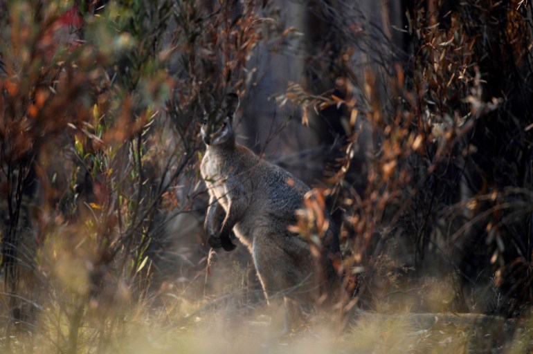 A grey-coloured wallaby glimpsed between fire ravaged trees