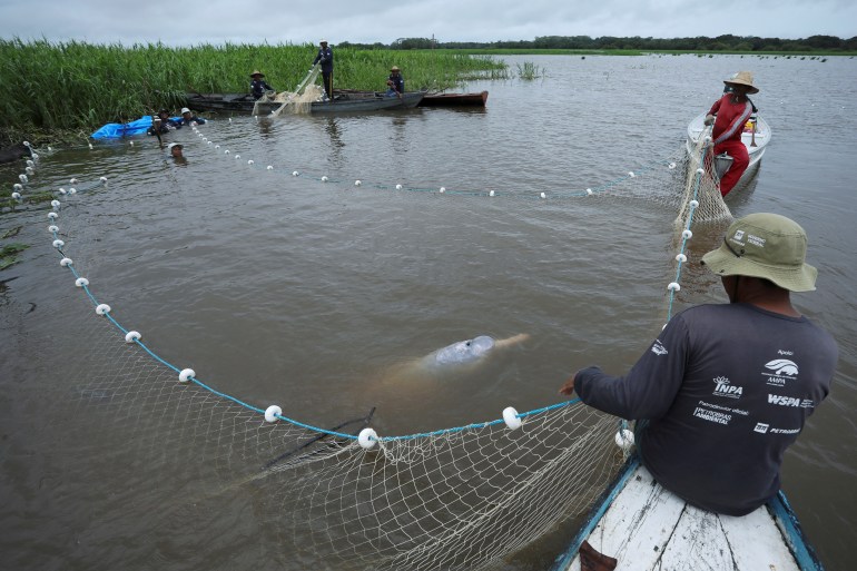 Assistants from Amazonian aquatic mammals project capture an Amazon River Dolphin, also known as Pink Dolphin, using a net, at the Mamiraua reserve in Uarini, Amazonas state