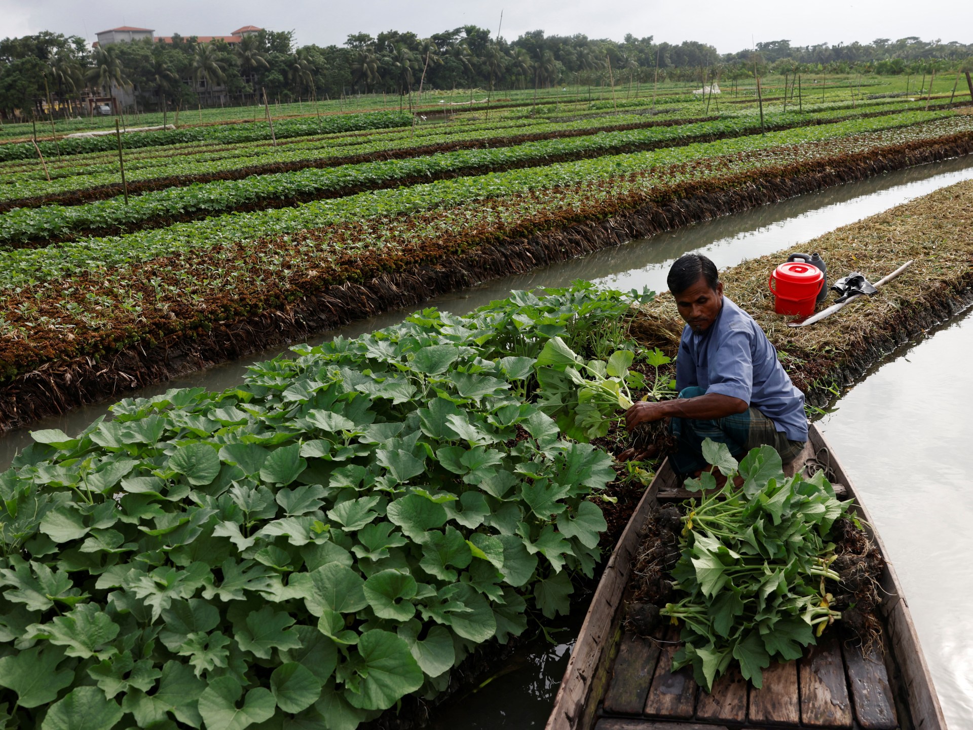 photos-bangladesh-farmers-revive-floating-farms