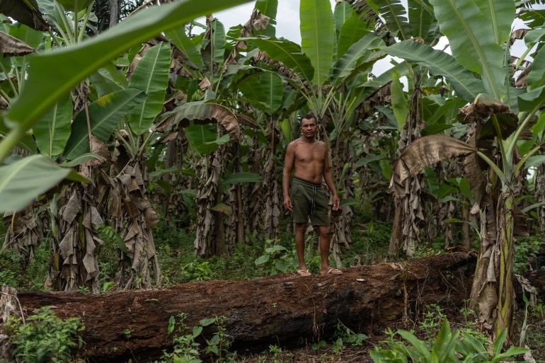 Raimundo Nonato da Conceição stands among banana trees on his patch of land in south Roraima