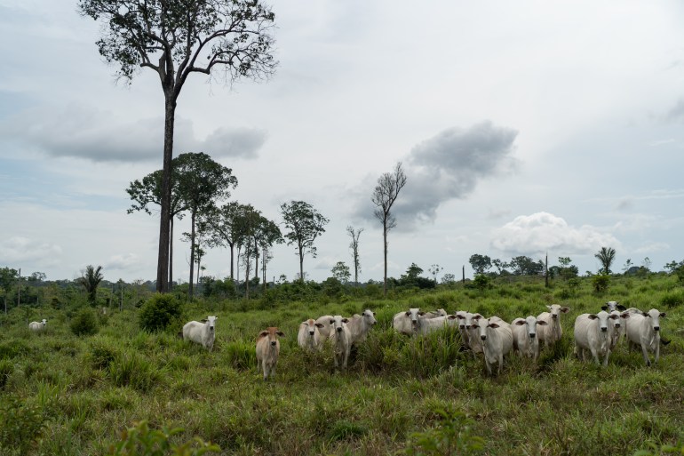 Cattle graze in Rorainópolis, south Roraima.