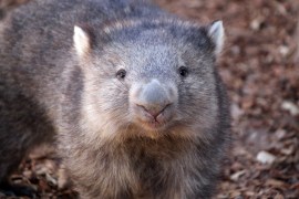 A wombat looks at the camera