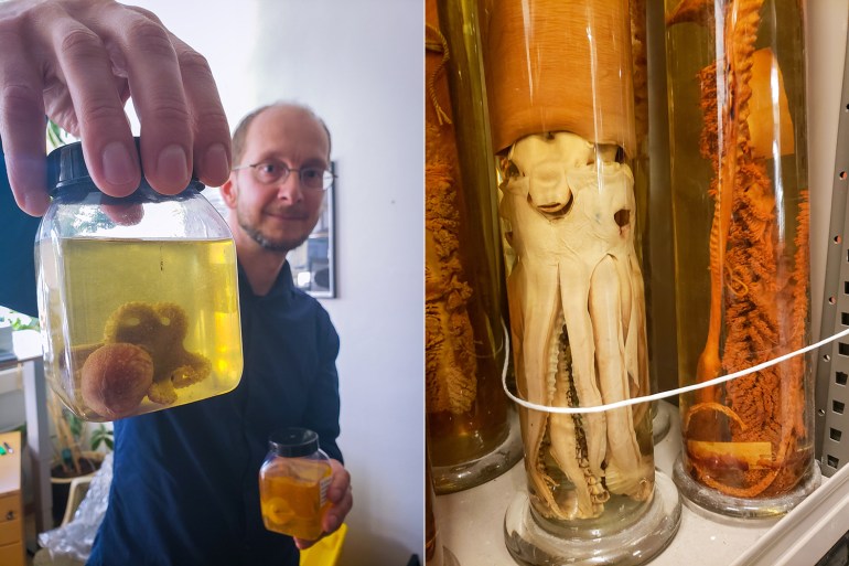 L) Andreas Altenburger, a marine invertebrate researcher with the Nansen Legacy, holds up a spoonarm octopus in his office in Tromso. Identifying specimens collected form the Arctic helps scientists understand how global warming shifts food webs. R) Deep sea creatures preserved in ethanol line the shelves of the University Museum's collection, overseen by Andreas Altenburger. [Credit: Delaney Nolan]