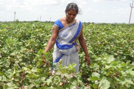 29-nine-year-old Venkat Shobha Rani, a small organic farmer, is in the middle of an early harvest of her cotton in Dugganagaripalli village near Pulivendula town in Kadapa district